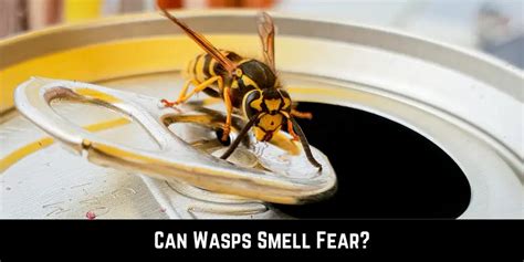Can wasps smell fear?