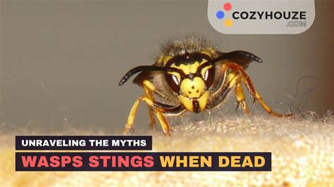Can wasps still sting when dead?