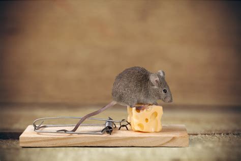 Can water destroy a mouse?