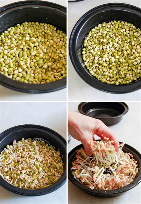 Can we eat 4 days old sprouts?