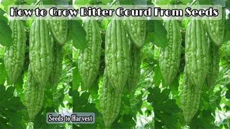 Can we grow bitter gourd from fresh seeds?