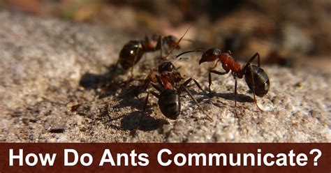 Can we hear ants talk?