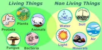 Can we use it for living things?