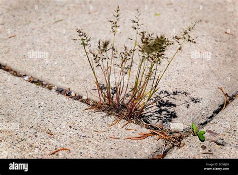 Can weeds destroy concrete?