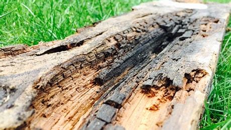 Can wet rotting wood make you sick?