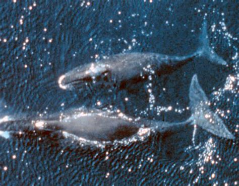 Can whales live 200 years?