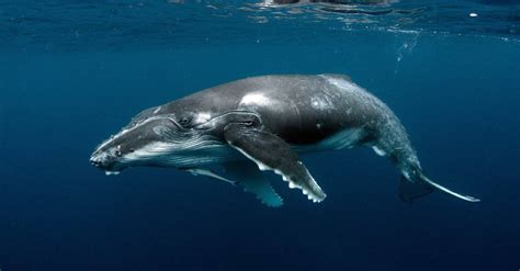 Can whales live 300 years?