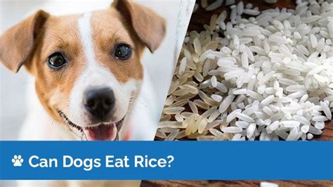 Can white rice make dogs gassy?