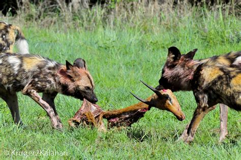 Can wild dogs hunt?