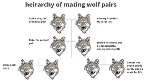 Can wolves be intersex?