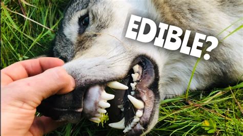 Can wolves eat raw steak?