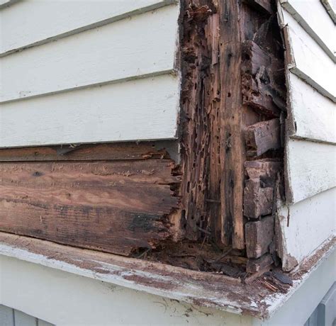 Can wood rot in the sun?