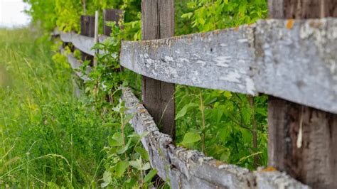 Can wood survive outside?