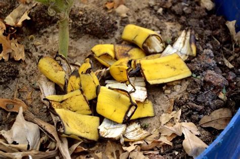 Can worms eat banana peels?