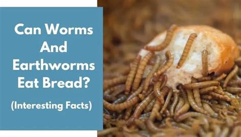 Can worms eat bread?