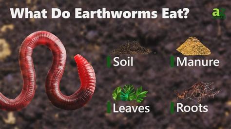 Can worms eat chilli?