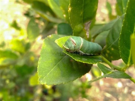 Can worms eat lemons?