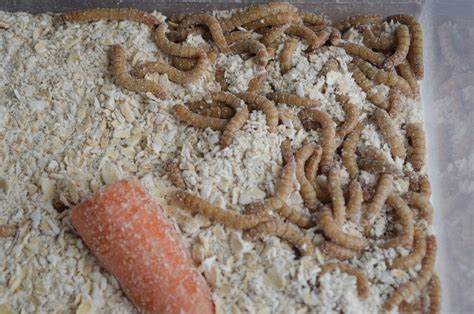 Can worms eat oats?