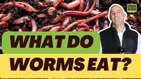 Can worms eat tofu?
