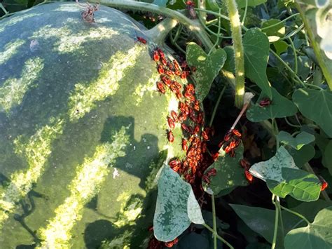 Can worms eat watermelon?