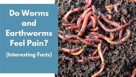 Can worms feel pain fishing?