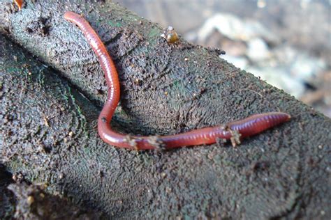 Can worms live in hay?