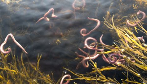 Can worms live in water?