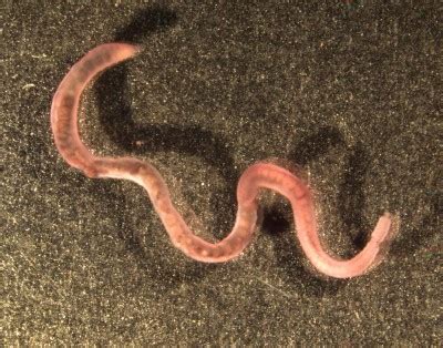 Can worms live underwater?