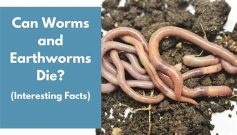 Can worms live without a host?