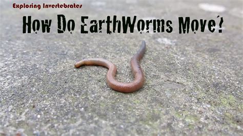 Can worms survive being stepped on?