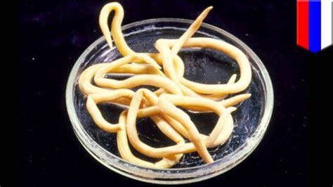 Can worms survive in freezer?