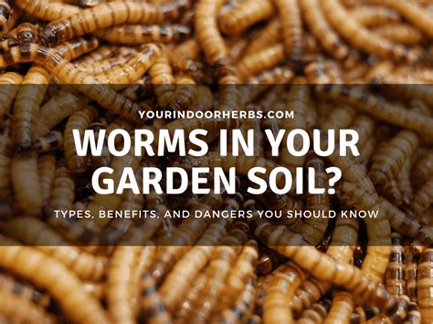 Can worms survive indoors?