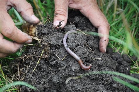 Can worms survive out of dirt?