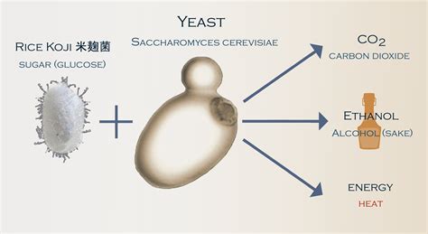 Can yeast make alcohol in presence of oxygen?