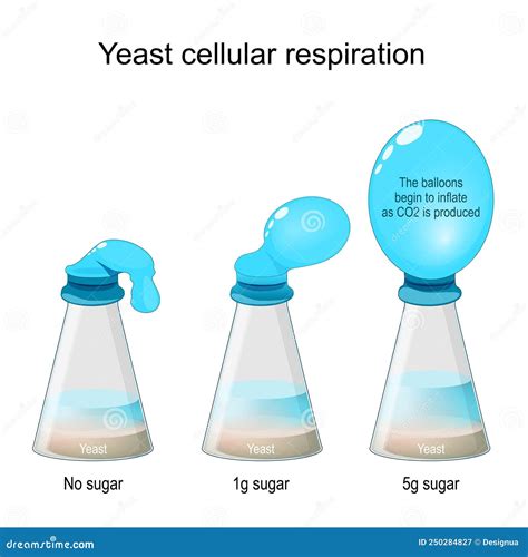 Can yeast produce gas without sugar?