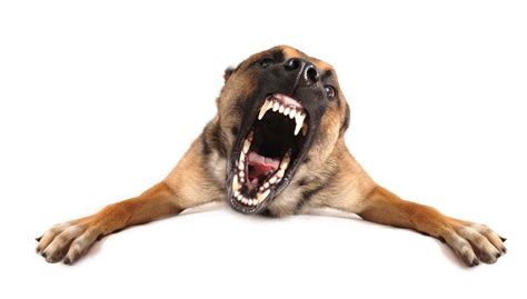 Can yelling make a dog aggressive?