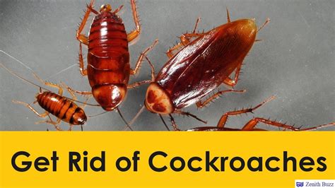 Can you 100% get rid of roaches?