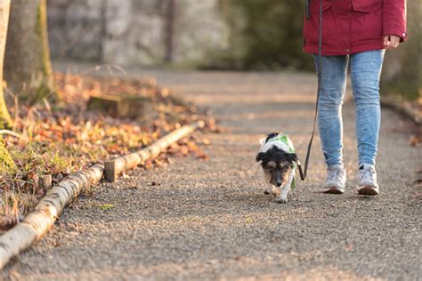 Can you Overwalk a dog?