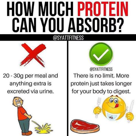 Can you absorb more than 25g of protein?