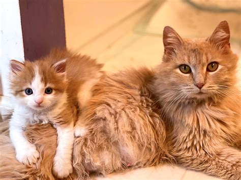 Can you adopt 2 male kittens?