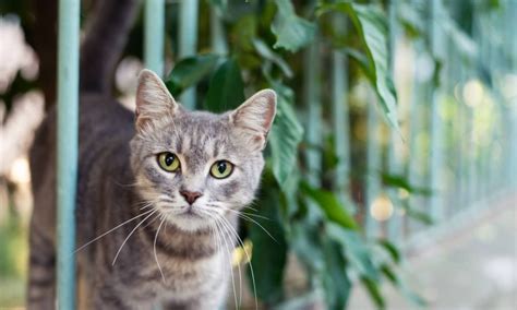 Can you adopt a stray cat in California?