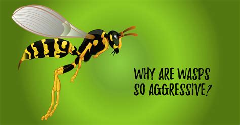 Can you anger a wasp?