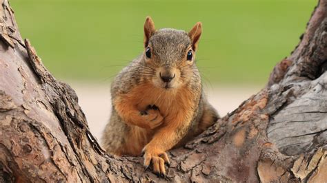 Can you attract squirrels with your hand?