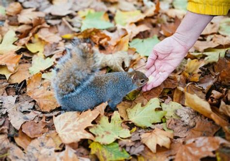 Can you attract squirrels with your hand?