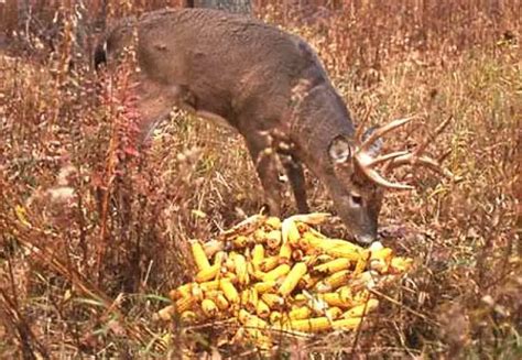Can you bait deer in Indiana?