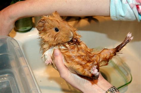 Can you bathe a pregnant guinea pig?