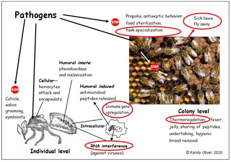 Can you be immune to bees?