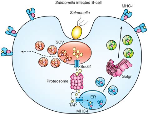 Can you become immune to Salmonella?