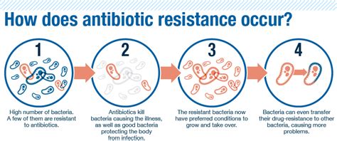 Can you become resistant to all antibiotics?