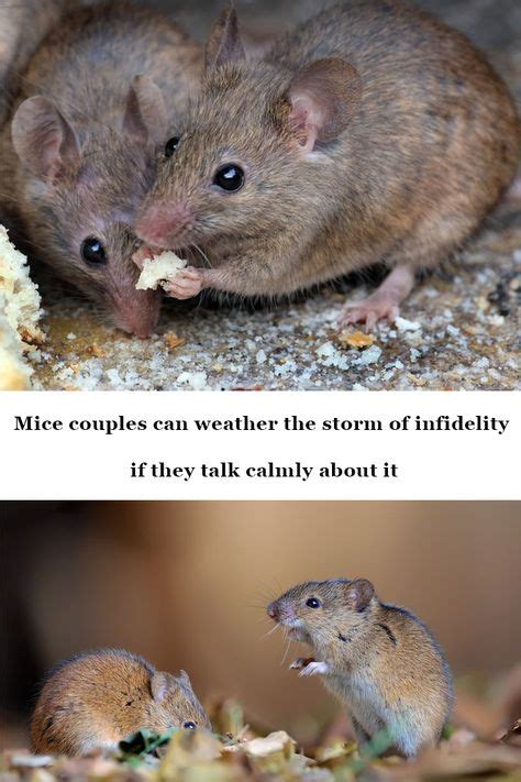 Can you befriend a mouse?